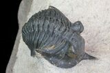 Pseudocryphaeus (Cryphina) Trilobite - Lghaft, morocco #75566-4